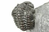 Phacopid (Adrisiops) Trilobite - Jbel Oudriss, Morocco #251656-5